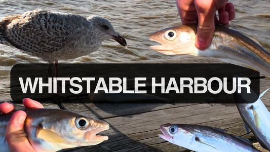 Whitstable Harbour! Dogfish, Whiting & A Cheeky Seagull!
