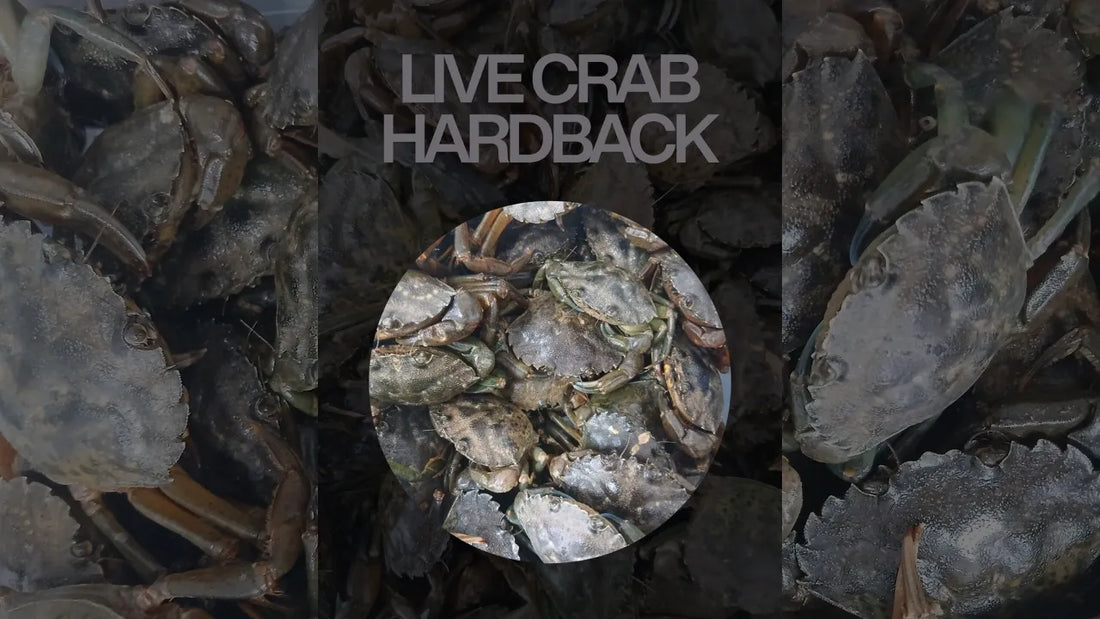 Live Hardback Shore Crabs Are Now Available From Tides & Tribe