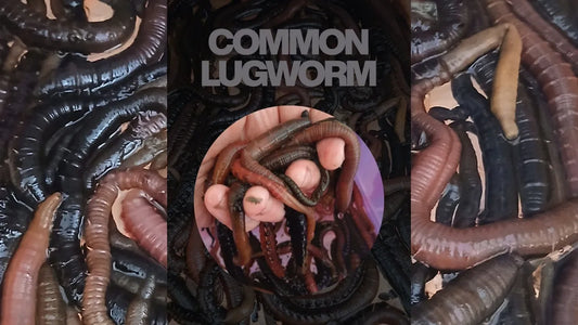 Freshly Dug Blow Lugworm Now Available at Tides & Tribe