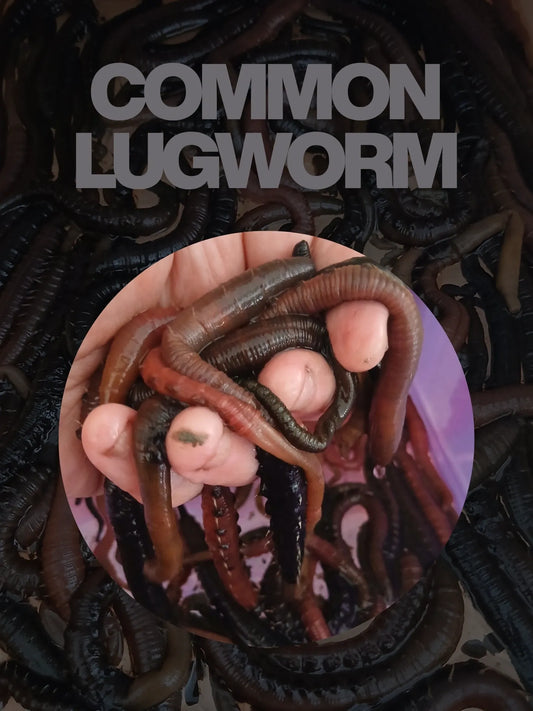 Fresh Common Lugworm (COLLECTION ONLY)