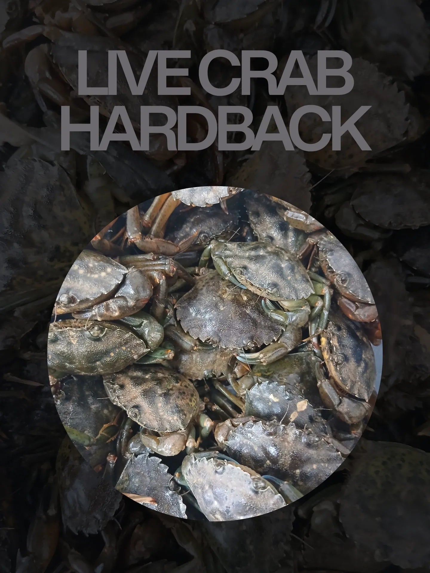 Live Hardback Shore Crab (COLLECTION ONLY)
