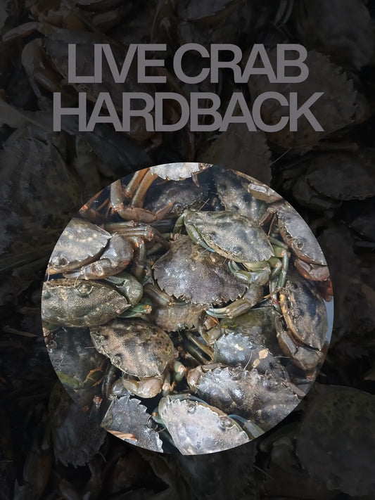Live Hardback Shore Crab (COLLECTION ONLY)